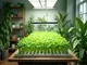 das-perfekte-hydroponik-zelt-fuer-deine-indoor-garten-traeume