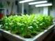 deep-water-culture-autoflower-das-optimale-setup-fuer-anfaenger