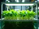deep-water-culture-in-hydroponics-der-leitfaden-fuer-maximale-ertraege