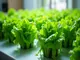 deep-water-culture-lettuce-tipps-fuer-ueppige-und-gesunde-ernte