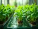 deep-water-culture-plants-deine-anleitung-fuer-praechtige-pflanzen