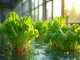 deep-water-culture-vegetables-so-wachsen-deine-gemuesepflanzen-optimal