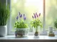 hydrokultur-lavendel-richtig-pflegen-so-blueht-dein-zimmer-auf