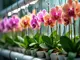 hydrokultur-orchideen-bluehende-pracht-ohne-erde