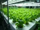 hydrokultur-vertical-farming-so-funktioniert-die-urbane-landwirtschaft