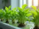 hydrokultur-was-ist-das-alles-was-du-wissen-musst