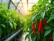 hydroponic-chili-anbauen-mit-diesen-tricks-gelingt-dir-die-perfekte-ernte
