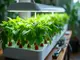 hydroponic-raspberry-pi-so-automatisierst-du-deine-pflanzenpflege