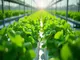 hydroponic-research-die-neuesten-erkenntnisse-fuer-deinen-anbau