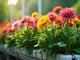 hydroponik-blumen-richtig-pflegen-tipps-fuer-beeindruckende-bluetenpracht