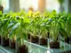 hydroponik-jungpflanzen-richtig-anziehen-tipps-fuer-gesunden-start