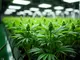 hydroponik-naehrloesung-cannabispflanze-das-musst-du-wissen