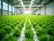 hydroponik-systeme-gross-wie-du-deine-ernte-revolutionierst