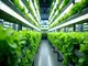 hydroponik-vertical-farming-die-revolution-der-modernen-landwirtschaft-fuers-urbane-leben
