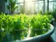 recirculating-deep-water-culture-so-funktioniert-das-hydroponik-system
