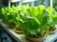 welcher-hydroponik-duenger-salat-gedeihen-laesst-unser-vergleich