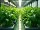 wie-du-erfolgreich-deep-water-culture-peppers-kultivierst